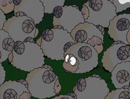 A sheep has two layers of eyes