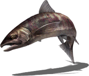Salmon (Sky SC)