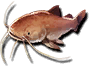 Catfish (Sen).png