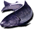 Salmon (Sen I).png