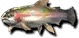 Rainbow Trout (Sen).png