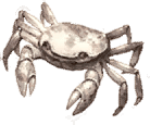 Snow Crab (Zero).png