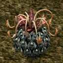 Pine Plant CA10230 (Sora FC Monster)