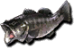 Gluttonous Bass (Sen).png