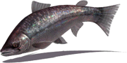Trout (Sky SC)