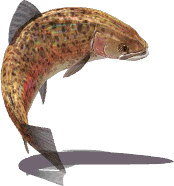 Rainbow Trout (Sky SC)