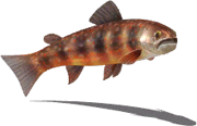 Tiger Rockfish (Sky SC)