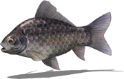 Liberl Carp (Sky SC)
