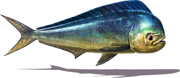 Mahi-mahi (Sky SC)