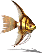 List of fish (Sky SC) | Kiseki Wiki | Fandom