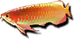 Arowana (Sen).png