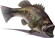 Valleria Bass (Sky SC)