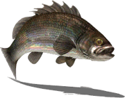 Sea Bass (Sky SC)