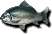 Anor Carp (Sen).png