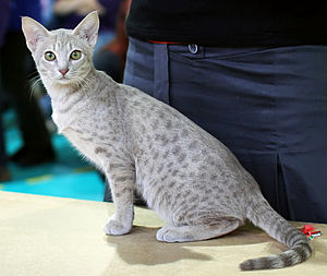 Ocicat | Kissapedia Wikia | Fandom