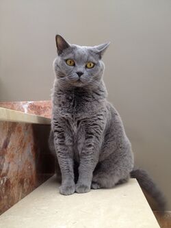 British shorthair blue Irina