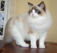 Ragdoll from Gatil Ragbelas