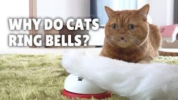 Why Do Cats Ring Bells Kittisaurusvillains Wiki Fandom