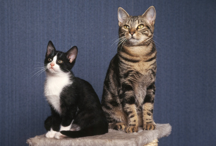 Europaisch Kurzhaar Katzen Wiki Fandom