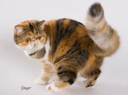 Exotic Shorthair Katzen Wiki Fandom