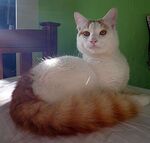 300px-Morris, a cat of the Turkish Van