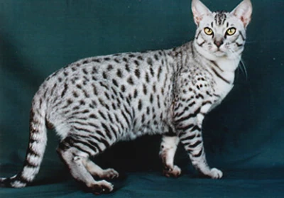 Ocicat - Ebony Silver (fur) | KittyCats! Breedables Wiki | Fandom