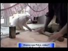 Incredible - Very Funny Cats - Great Funny Cat Films