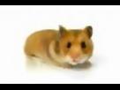 Hamster Time! - Hamster Morph