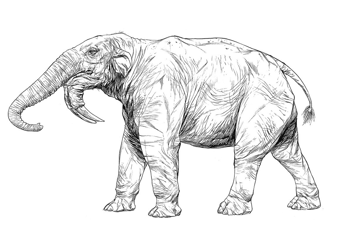 Deinotherium - Wikipedia