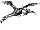 Raupenvögel