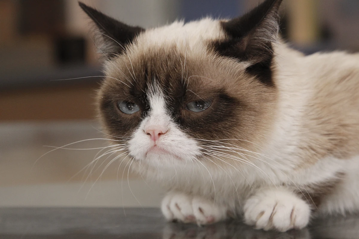 Grumpy Cat | Knakofeurer Wiki | Fandom