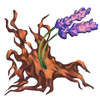 Lavender root