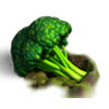 Giant Broccoli 10pcs