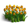 Tulips 14pcs