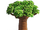 Res baobab tree 2.png