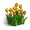 Tulips 12pcs