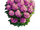 Res bush pink flowers 2.png