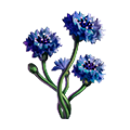Coll flowers cornflower