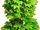 Grapes plant ph2.png