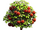 Cherry tree.png