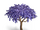 Purple tree (resource)