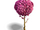 Pink tree (resource)