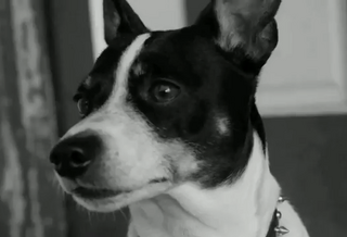 Robert's dog.png