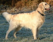 Dog Golden Retriever 