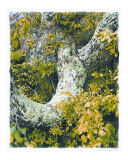 Kathryn-m-smith-celidon-tree.jpg
