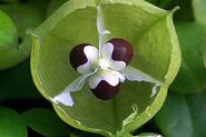 Heartseed plant, Cardiospermm halicacabum