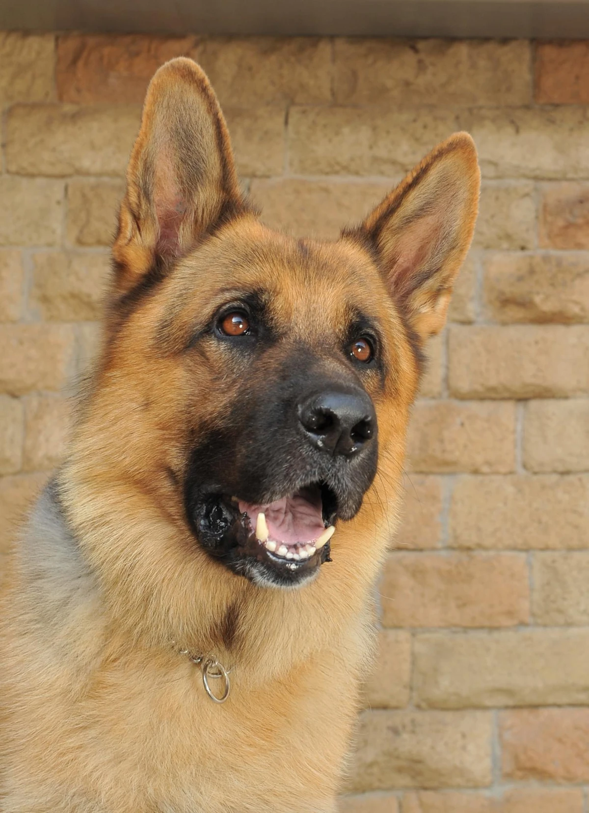 хадсон и рекс сериал с 2019 г. рекс сериал про собаку. кличка рекс. имена для далматинцев. имя собаки рекс.