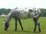 Appaloosa7