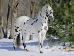 Appaloosa4