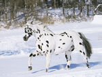 Koń appaloosa